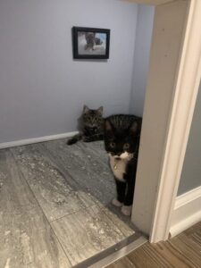 cat-intruders