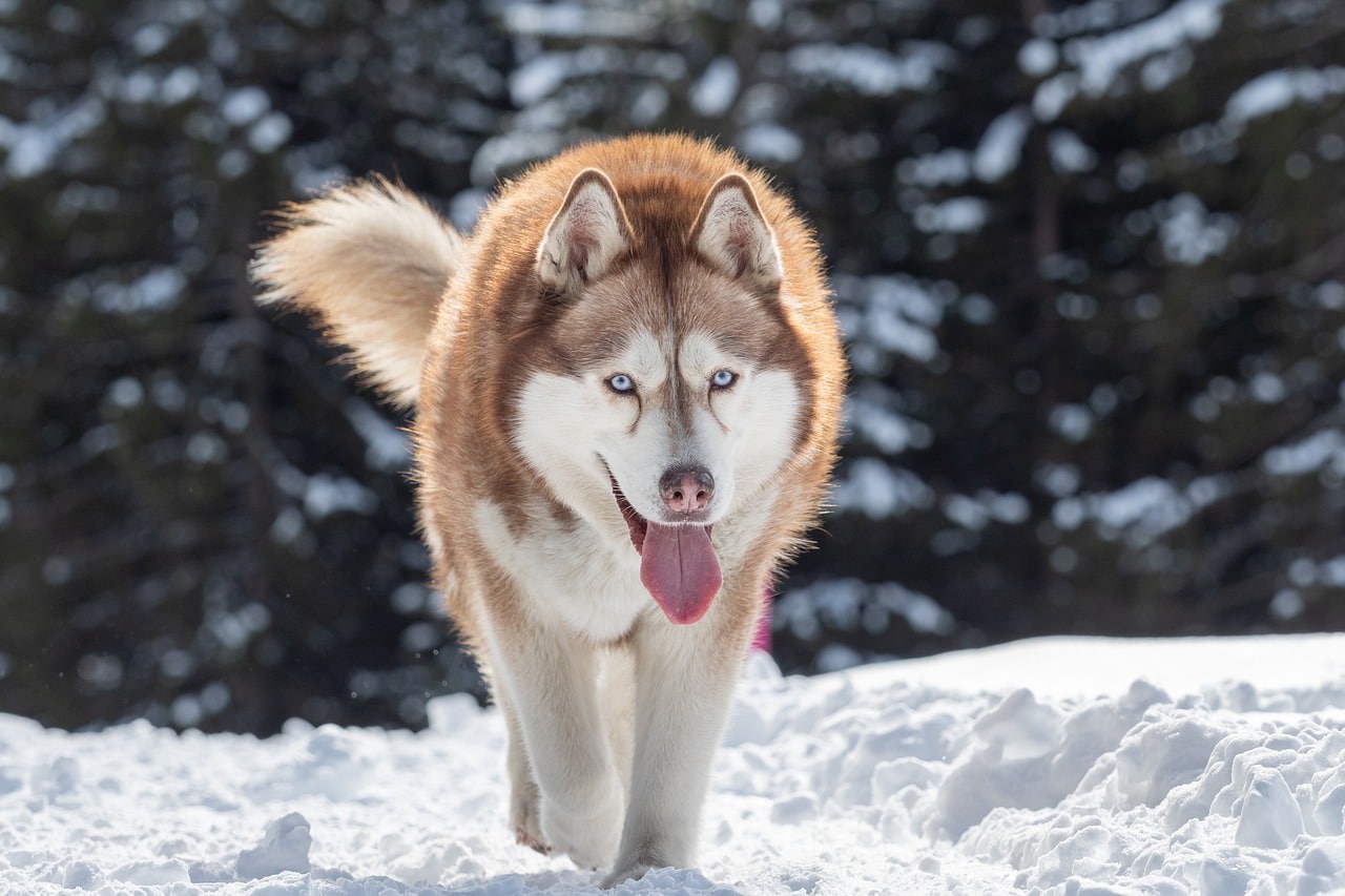 snow, dog, husky
